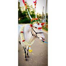 ரேஸ் மாடு தீவனம்