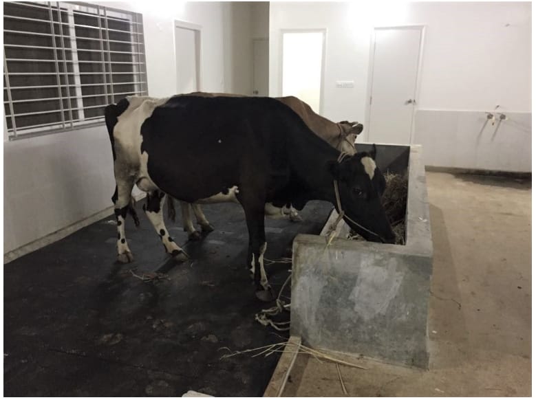 INTERLOCK COW MAT 7*4